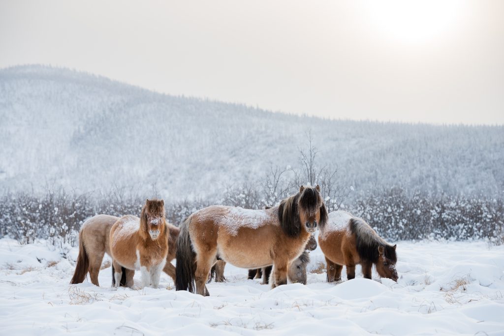 Yakutsk Horses
